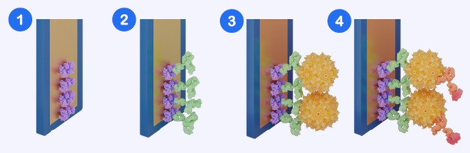 Assay Workflow Schematic
