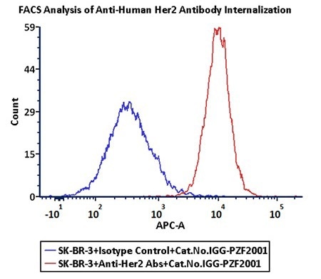 Anti-Her2 Abs and Human IgG1 isotype control were labeled with Antibody Internalization Detection Reagent (Cat.No. IGG-PZF2001). SK-BR-3 cells were treated with Anti-Her2 Abs-Internalization Detection Reagent conjugate and Isotype control-Internalization Detection Reagent conjugate separately for 2 hours, then analysis by Flow cytometric. APC signal was used to evaluate the activity (Routine tested).