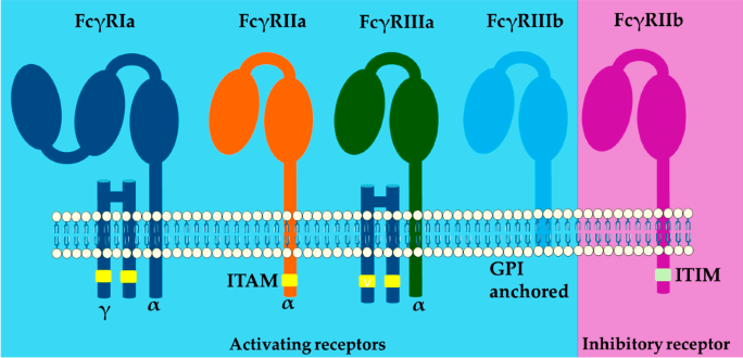 Fc gamma receptors’ structure