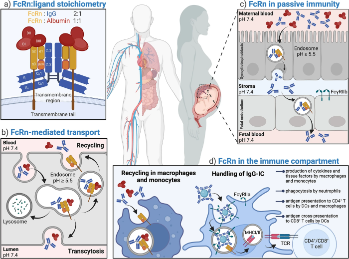 Neonatal Fc receptor (FcRn) biology