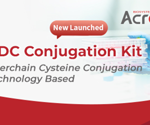 Complete ADC conjugation in just 3 hours: Speed without compromise