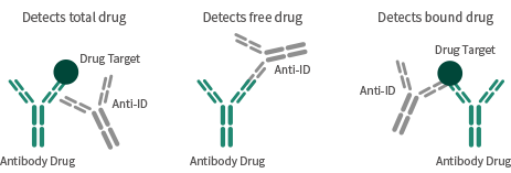 Antibody production services: anti-idiotype antibodies