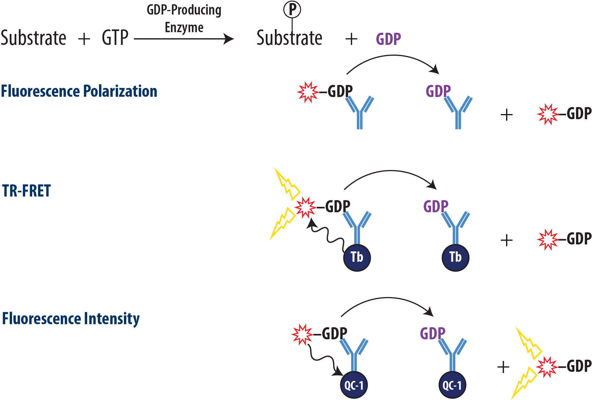 Overview Transcreener GDP Assay