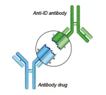 Anti-idiotype antibody solutions for immunoassay development
