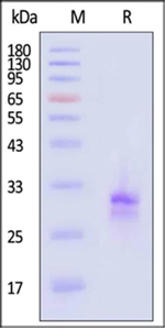 ACROBiosystem's Human TL1A / TNFSF15 Protein, His Tag, active trimer, low endotoxin (MALS verified)