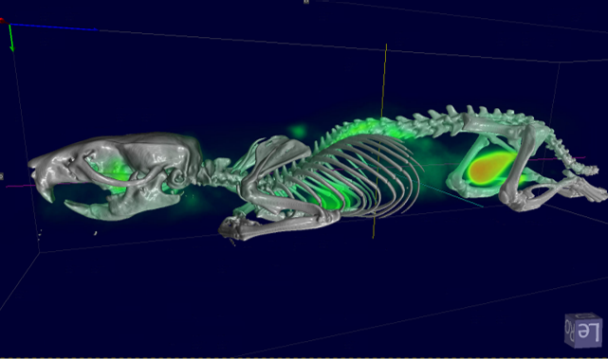 Fast extended PET/CT imaging for full rat body coverage.