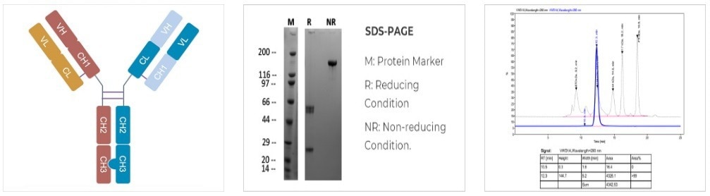 TurboCHO system for recombinant antibody expression in mammalian cells