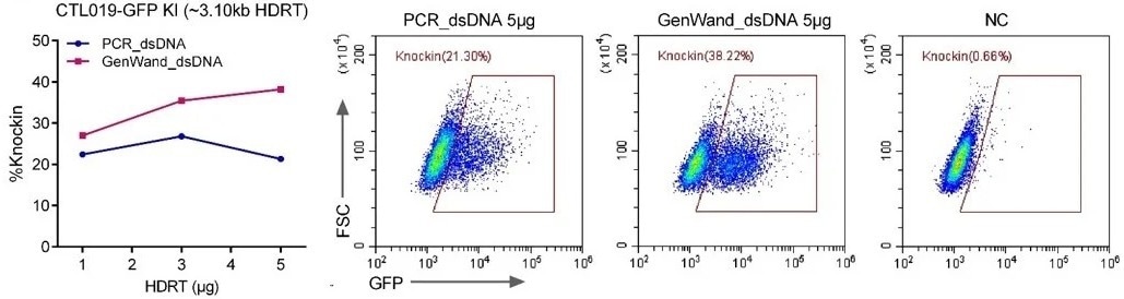 CRISPR Homology-Directed Repair (HDR) knock-in templates