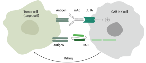 Potentiated CD16 activated ADCC CAR-NK cells