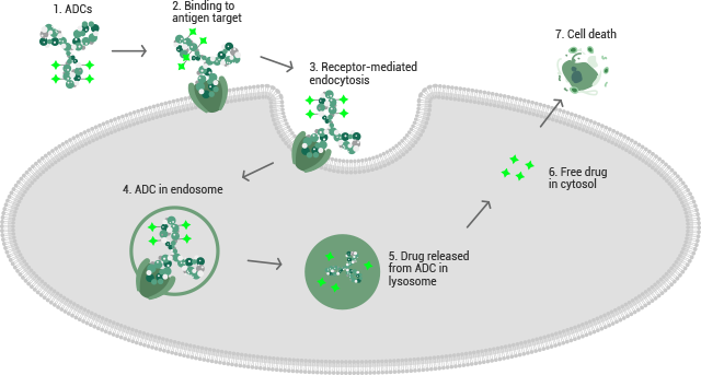 ADC target antigens in solid tumors