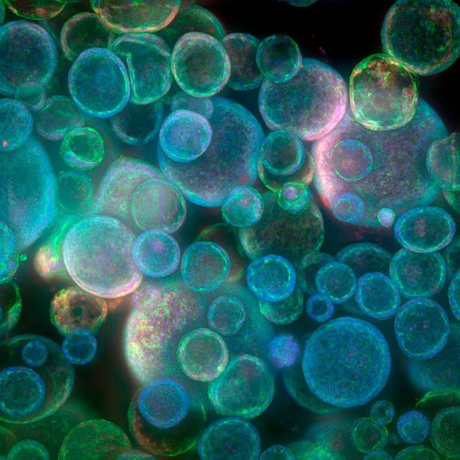 Scalable ImageXpress Confocal HT.ai High-Content Imaging System