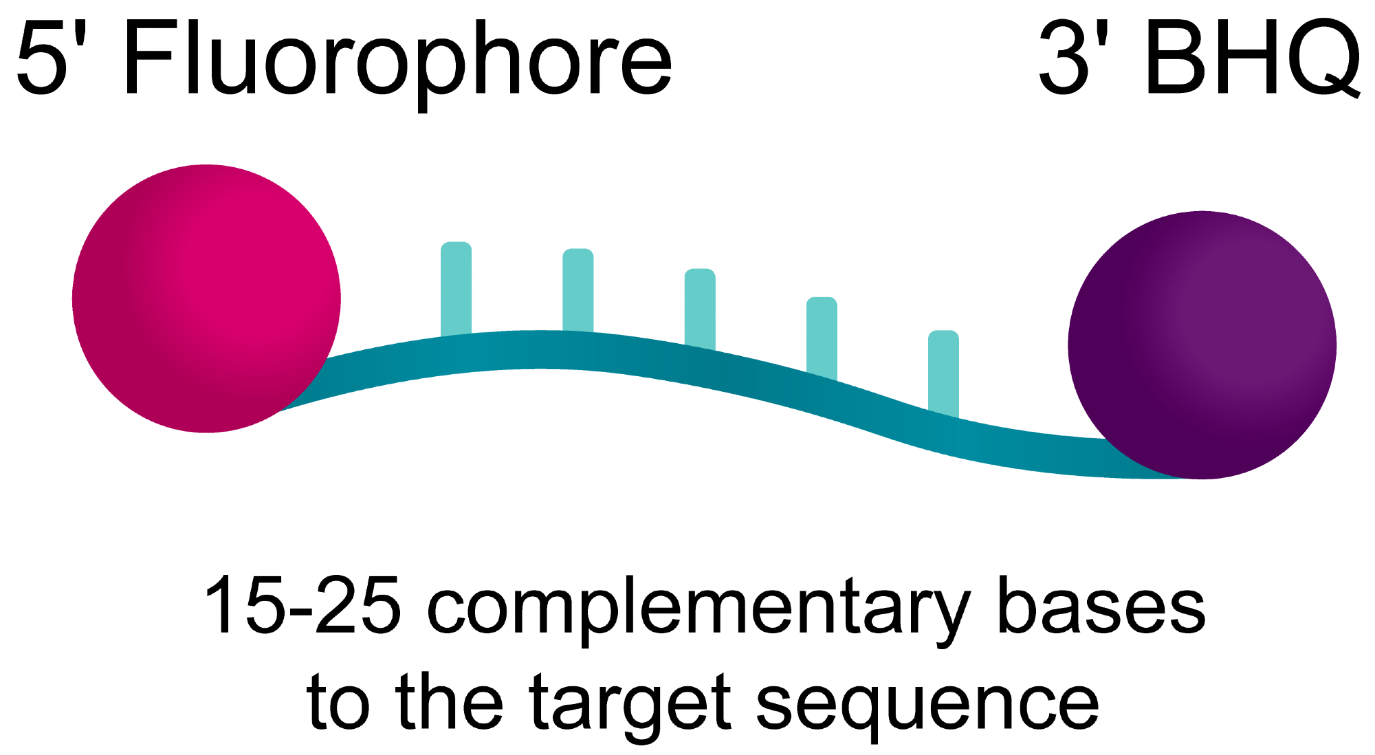 BHQplus™ Probes: for detecting more difficult targets