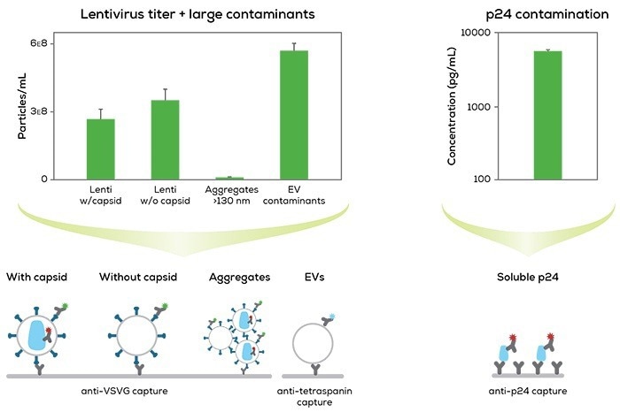 Introducing Leprechaun, a lentivirus titer
