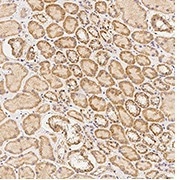 Immunochemical staining of human Caspase-9 in human kidney.