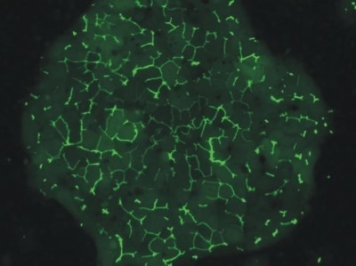 Highly characterized donor Human HEPATOPAC® cultures