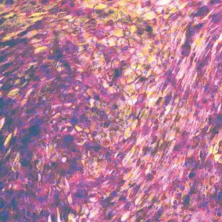 PhysioMimix® OOC Microphysiological Systems for microtissue culturing