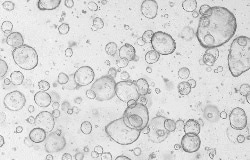 Human colorectum organoids were cultured with RSPO1 (Cat#: 11083-HNAS), EGF (Cat#: 50482-MNCH), and NOG (Cat#: 50688-M02H).