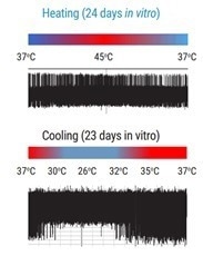 Electrophysiology recordings demonstrating increased firing of axoCells Sensory Neurons in response to heating and decreased firing in response to cooling. This demonstrates thermoception, an in vivo function, and shows the functional relevance of axoCells Sensory Neurons.