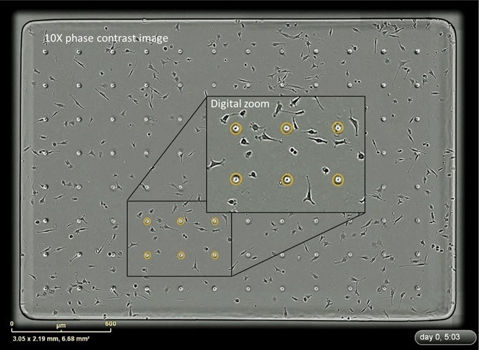 Monitor every cell in the experiment. Capture dynamic migration of cell and digitally zoom into any region of the high-definition images and inspect morphology. Orange circles indicate the location of pores in the Clearview membrane