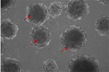 Human vascular organoids derived from iPSCs were cultured using FGF2, VEGFA, and EGF. The vascular organoids are indicated by red arrows.