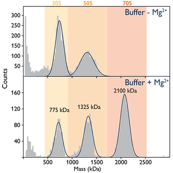 Mass Photometer: Refeyn TwoMP