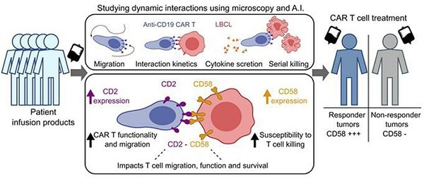 Role of CD2-CD58 interactions in clinical antitumor T cell responses.