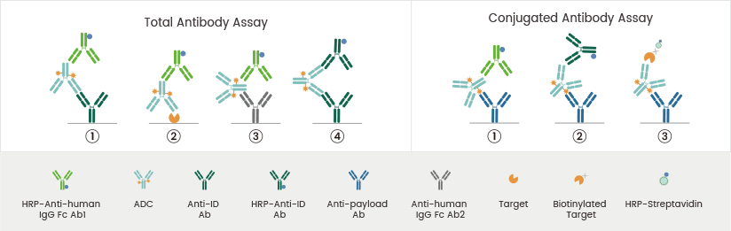 The role of anti-payload antibodies in ADC pharmacokinetic studies