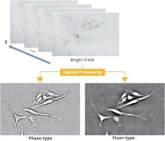 Optimizing cell imaging processes with CellPathfinder