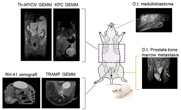 Fat-suppressed T2-weighted imaging can be used to detect and quantitatively characterize the growth of a wide range of cancer models.