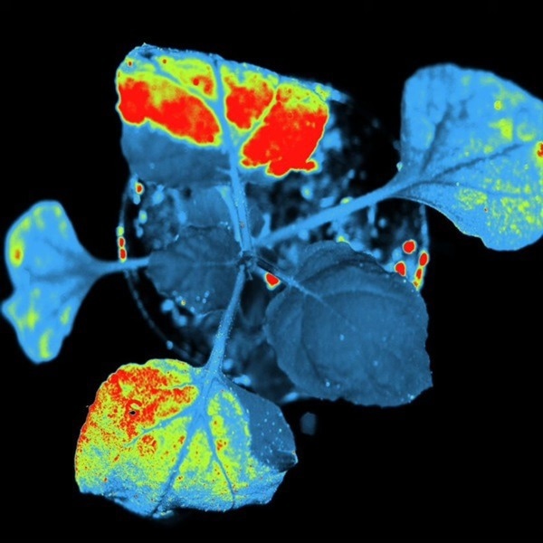 Plants- TUYV GFP Pot.