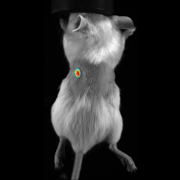 mCherry Fluorescence Imaging in Subcutaneous Tumor in Mouse