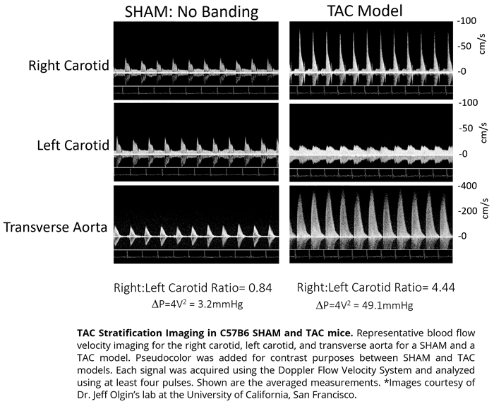 Mouse - TAC Procedure Imaging.