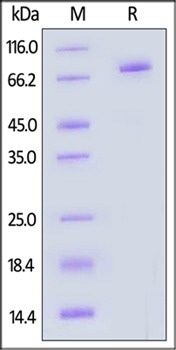 GMP-grade human DLL4 protein