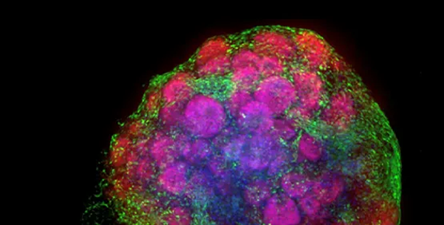 3D Organoid Expansion Service