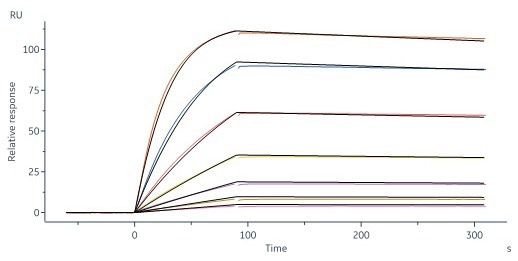 Anti-TL1A antibody captured on Protein A Chip can bind Human TL1A, His Tag (Cat. No. TLA-H5243) with an affinity constant of 0.765 nM as determined in a SPR assay (Biacore 8K) (Routinely tested)
