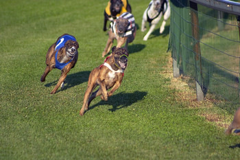 Dozens of dogs in the U.S. are dying from a mysterious respiratory disease which is sweeping greyhound tracks across the country, and race track owners are being forced to halt racing as researchers hunt for a vaccine to control the outbreak.