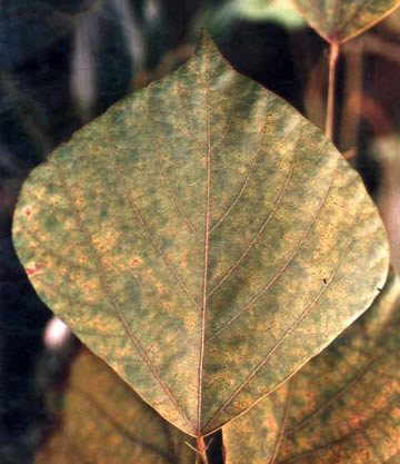 Researchers have found that drinkers seemed to lose the urge to binge-drink when they took pills made from the plant kudzu.
