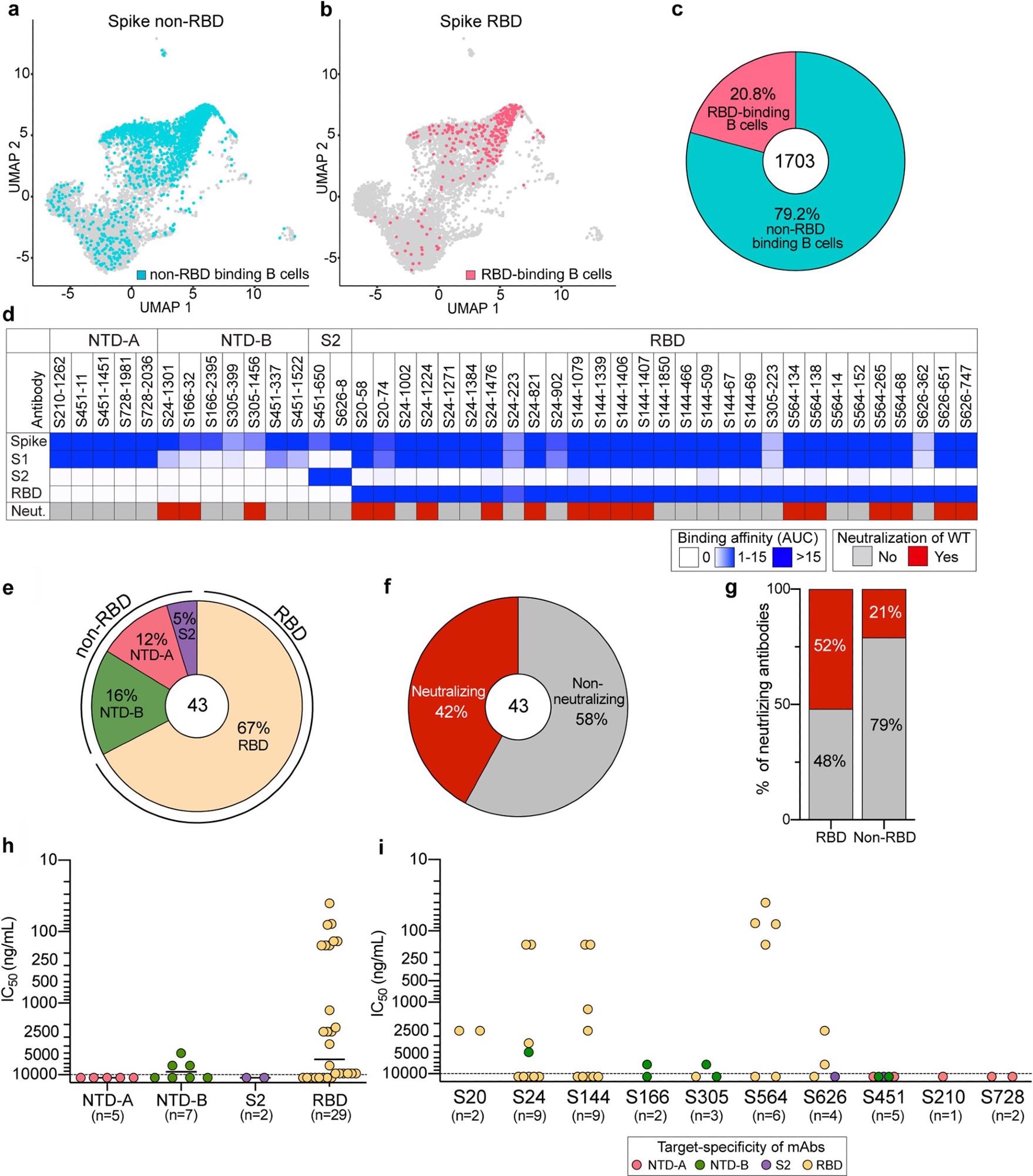 Characterization of spike-reactive mAbs. (a and b) Uniform manifold approximation and projection (UMAP) of SARS-CoV-2 spike non-RBD binding (a) and spike RBD binding (b) B cells isolated from PBMCs of 10 convalescent subjects. (c) Proportion of spike non-RBD- and spike RBD-specific binding B cells. The number in the center of the pie chart indicates the number of antigen-specific binding B cells. (d) mAbs generated from selected B cells (n = 43) were tested for binding to full-length spike, S1, S2, and the RBD and neutralization potential against WT SARS-CoV-2. Binding data are represented as areas under the curve (AUC). Neutralizing activities of <10,000 ng/ml are considered neutralizing. (e and f) Pie charts of mAb domain specificity (e) and neutralizing capability (f). The numbers in the center of the pie graphs indicate the number of antibodies tested. (g) Comparison of neutralizing capabilities of mAbs targeting the spike RBD and spike non-RBD. (h and i) IC50s of the neutralization potencies of spike-reactive antibodies against WT virus based on domain specificity (h) and by subject (i). The mean in panel h is indicated as a solid line. Data in panels h and i are colored based on domain specificity, and the dashed lines shown in panels h and i indicate the limit of detection (10,000 ng/ml). Data in panels d to i are representative of results from two independent experiments performed in duplicate.