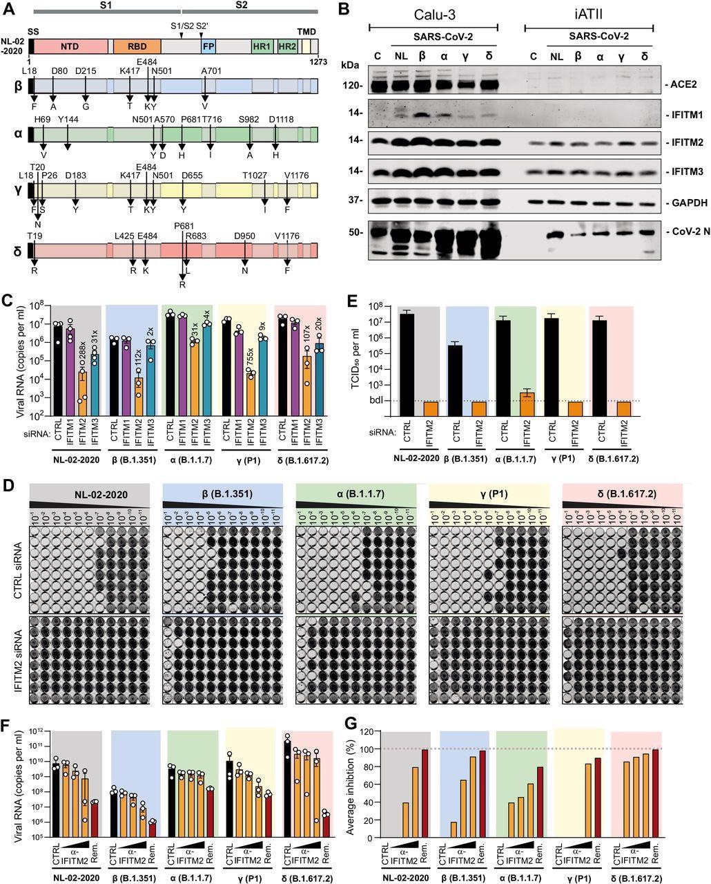 Effects of IFITM proteins on replication of SARS-CoV-2 variants. (A) Mutations in the Spike proteins of SARS-CoV-2 VOCs (Beta, blue; Alpha, green; Gamma, yellow; Delta, red) compared to the SARS-CoV-2 (NL-02-2020) strain. (B) Immunoblot of Calu-3 and iATII cells left uninfected (c) or infected with the indicated SARS-CoV-2 variants. Whole-cell lysates were stained with the indicated antibodies. An unspecific signal was observed in the Calu-3 control lane stained with the CoV-2 N antibody. (C) Viral N RNA levels in the supernatant of Calu-3 cells, collected 48 h post-infection with SARS-CoV-2 (MOI 0.05). Cells were transfected with control (CTRL) or IFITM targeting siRNAs as indicated. Bars represent the mean of 3 to 4 independent experiments (±SEM). (D) Impact of IFITM2 siRNA knock-down on infectious SARS-CoV-2 yields. Supernatants derived from Calu-3 cells treated with control (CTRL) of IFITM2 siRNA two days after infection with the SARS-CoV-2 NL-02-2020 or VOCs were serially diluted and added to Caco-2 cells seeded in 96-well plates. Five days later cells were examined for CPE, fixed and stained with crystal violet. Productively infected wells appear transparent since cells are eliminated and detached by the virus. (E) Infectious SARS-CoV-2 particles in the supernatant of Calu-3 cells treated with control or IFITM2 targeting siRNAs. Bars represent the mean of one experiment performed with eight technical replicates (±SD) shown in panel D. (F) Quantification of viral N RNA levels in the supernatant of iATII cells treated with α-IFITM2 antibody (20, 40, or 80 μg/ml) or Remdesivir (10 μM) 1 h before infection (SARS-CoV-2, MOI 0.5), collected 48 h post-infection. Bars represent the mean of three independent experiments. (G) Average percentage of reduction of vRNA levels in the supernatants of (E) compared to the untreated control.