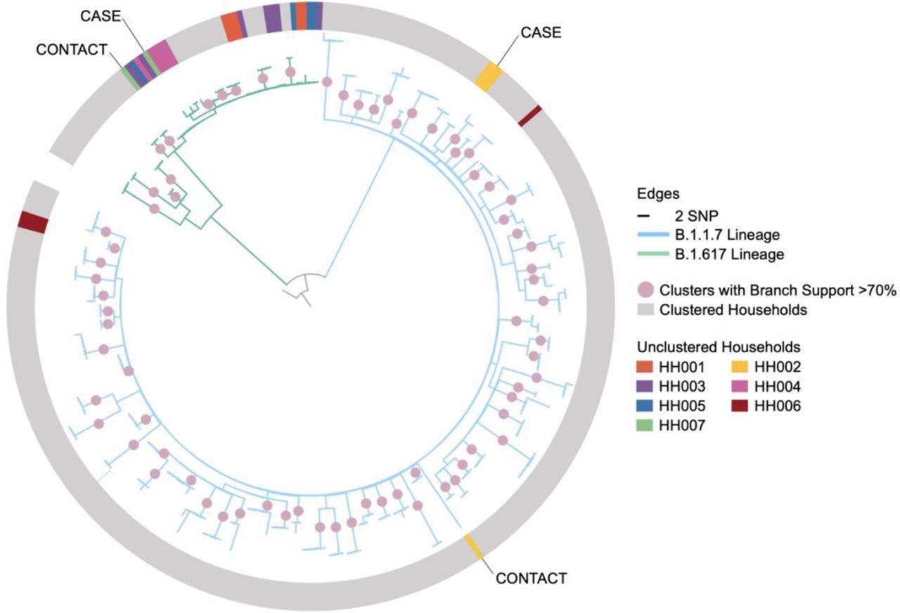 Maximum-likelihood phylogeny of household index cases and contacts’ sequences with 1,000 ultrafast bootstrap replicates rooted to the reference sequence with a scaled bar of 2 SNP (6.6 × 10−5 substitutions/site). The dotted line at bottom left indicates where a single long branch was collapsed for visualisation. The non-grey shading on the outer ring represents non-clustered households where sequences are coloured by their households. HH002 and HH007 were the only households where none of the contacts’ sequences clustered with their household’s index case’s and this is evidence the contact could have acquired the infection elsewhere and is thus excluded from the analysis.