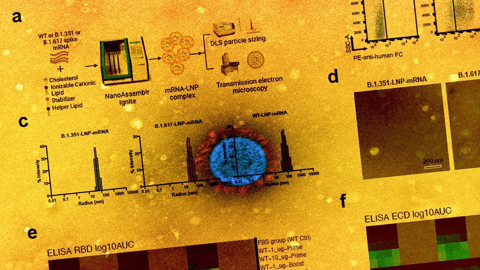 Study: Systems immune profiling of variant-specific vaccination against SARS-CoV-2. Image Credit: NIAID
