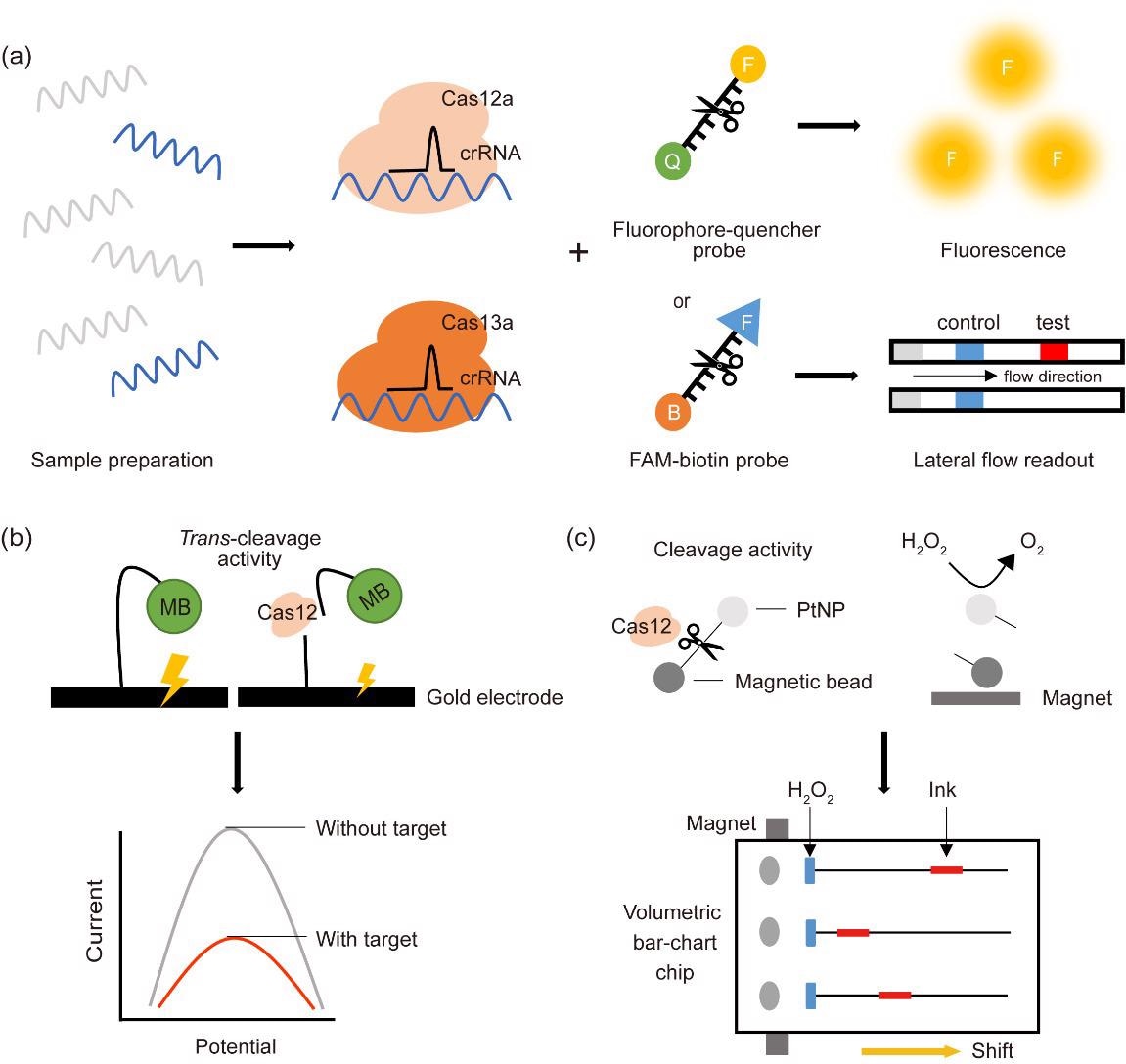 Schematic illustration of CRISPR-Cas-based diagnostic platforms using Cas12 and Cas13. (a) CRISPR-Cas-based detection methods coupled with a fluorescent probe (upper panel) or a lateral flow readout (lower panel). CRISPR-Cas variants recognize the target sequences of pathogenic DNA and RNA, collaterally cleaving the ssDNA or ssRNA linked to the fluorophore-quencher or FAM-biotin reporter. Released fluorescent probes are captured and quantified by a fluorescence detection instrument, whereas released FAM molecules are visualized on paper strips. (b) CRISPR-Cas-based electrochemical biosensor (E-CRISPR) with a methylene blue (MB) probe. Upon CRISPR-Cas12 recognition of the target sequence, Cas12 collaterally cleaves the ssDNA linker of the MB electrochemical tag, reducing the electric current. (c) Combination of a magnet-assisted volumetric bar-chart chip (MAV-chip), a platinum nanoparticle (PtNP), and CRISPR-Cas12a. In the presence of target DNA, Cas12 cleaves the target sequence as well as the adjacent ssDNA reporter between the PtNP and a magnetic bead. The cleaved PtNP converts H2O2 to O2, with the produced O2 gas shifting the ink a distance proportional to the amount of target DNA.