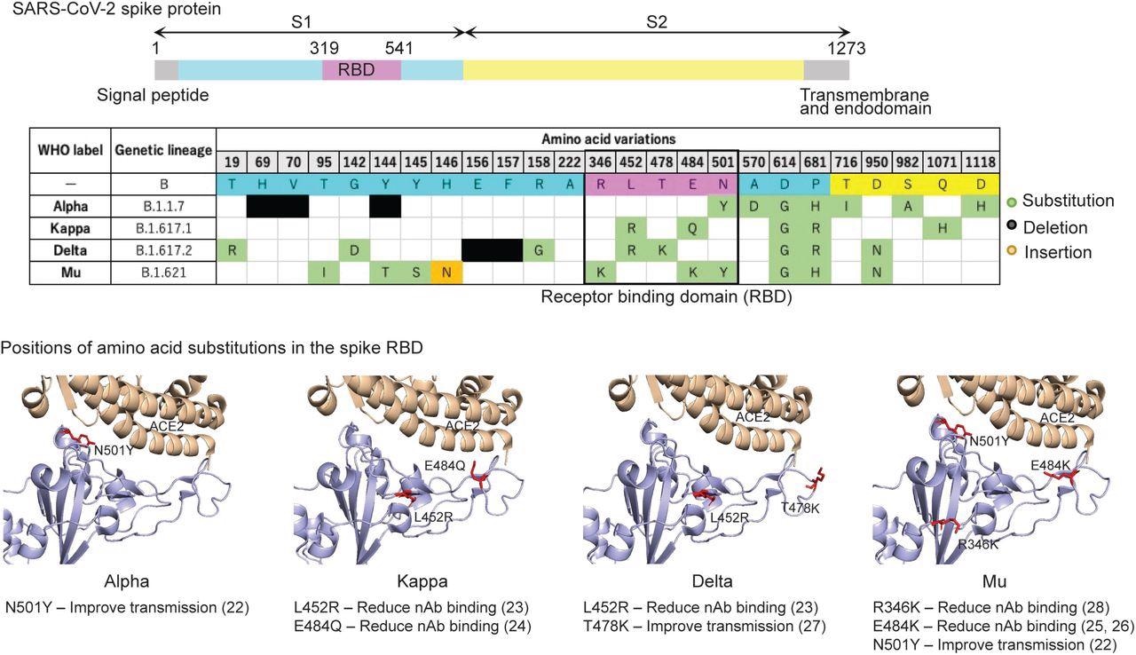 Positions of mutated amino acid residues in the Spike proteins from four variants. The residues L452R, T478K, R346K, E484K, and N501Y are labeled in red. The crystal structure of SARS-CoV-2 spike RBD and ACE2 (PDB: 6M0J) (64) was used as the template. All structure figures were generated with PyMol (65).