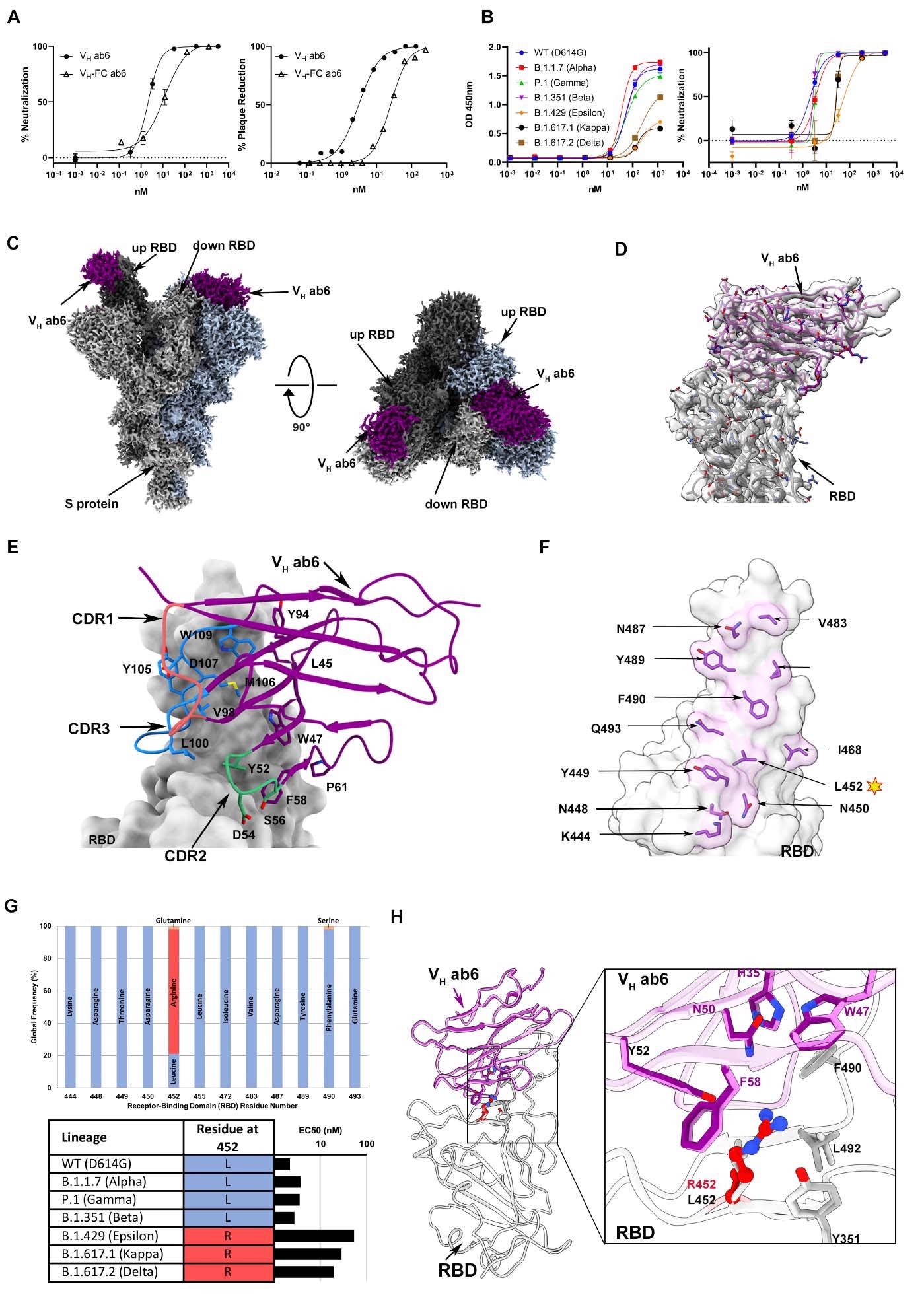 Ab6 broadly neutralizes SARS-CoV-2 variants via a largely conserved molecular epitope. (A) Pseudovirus neutralization (left) and authentic SARS-CoV-2 plaque reduction neutralization test - PRNT (right) by VH ab6 and VH-Fc ab6 against wild-type lineages. The pseudovirus neutralization (left) utilized the D614G wild-type, whereas the PRNT (right) utilized the USA-WA1/2020 isolate. (B) ELISA S protein binding (left) and pseudovirus neutralization (right) of SARS-CoV-2 variants by VH ab6. (C) 2.4Å global cryoEM density map of VH ab6 bound to wild-type S protein. Density corresponding to S protein protomers and ab6 are shown in grayscale and navy blue, respectively. (D) Focusrefined atomic model of ab6 bound to the wild-type (D614G) S protein RBD. (E) Analysis of ab6 contact zones. The RBD and ab6 are shown as a gray molecular surface and colorized cartoon representation, respectively. The ab6 scaffold is depicted in purple and the three complementarity determining regions (CDRs) of ab6 are coloured as follows: CDR1 - red; CDR2 - green; CDR3 - blue. (F) Footprint of ab6 mapped onto the wild-type S protein RBD. The sidechains of footprint residues are shown and colorized in purple. (G) (Top) Global frequency of residue identity within the ab6 footprint in GISAID deposited sequences as of August 1 st , 2021. (Bottom) Residue identity at position 452 within SARS-CoV-2 variants and associated VH ab6 EC50 measured via pseudoviral neutralization assays depicted on a logarithmic scale. (H) Focused view superpositions of the cryoEM-derived atomic model of the Epsilon (B.1.429) and wild-type (D614G) S proteins bound to VH ab6. Epsilon and wildtype RBD’s are coloured light and dark grey respectively, while purple and pink models refer to ab6-WT and ab6-Epsilon, respectively. The R452 mutation is highlighted in red. Pseudoviral neutralization experiments and ELISAs were performed in triplicate, error bars denote the standard