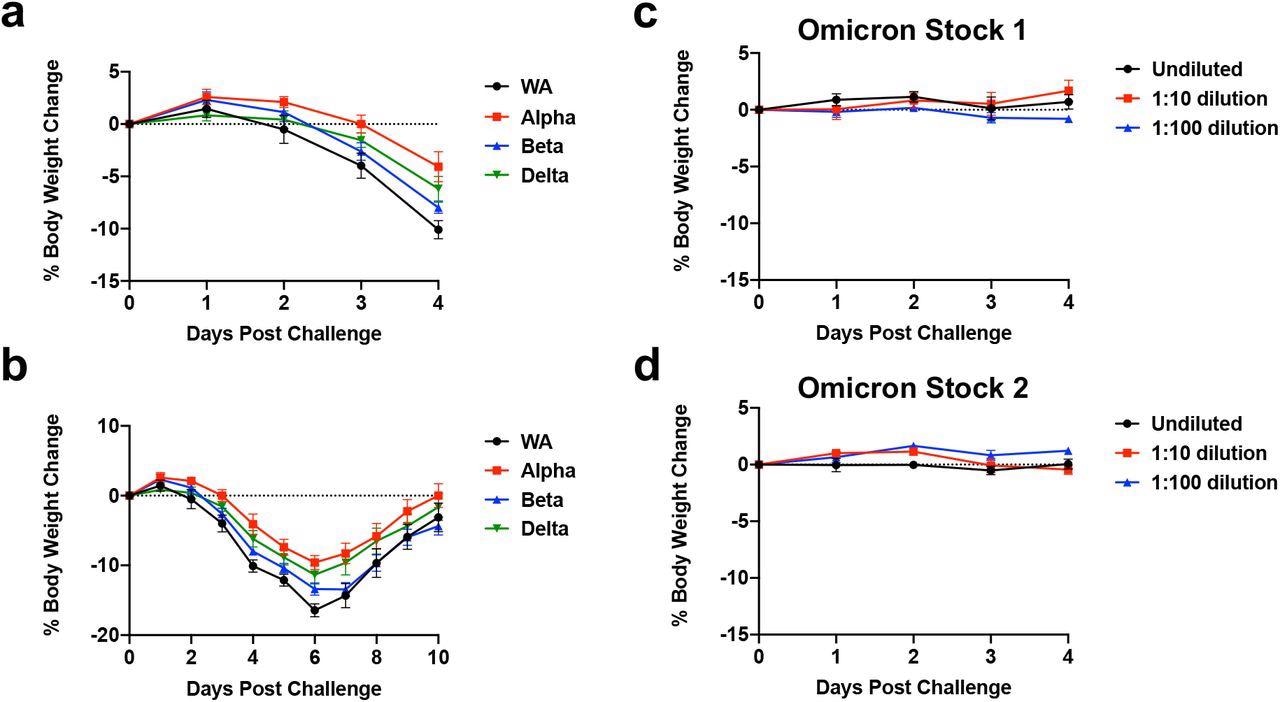 Weight loss in hamsters infected with SARS-CoV-2 variants. a, b, Mean body weight change following infection of hamsters with SARS-CoV-2 WA1/2020, Alpha, Beta, and Delta variants. c, d, Mean body weight change following infection of hamsters with SARS-CoV-2 Omicron Stock 1 and Stock 2. Mean body weight change with standard errors are shown.