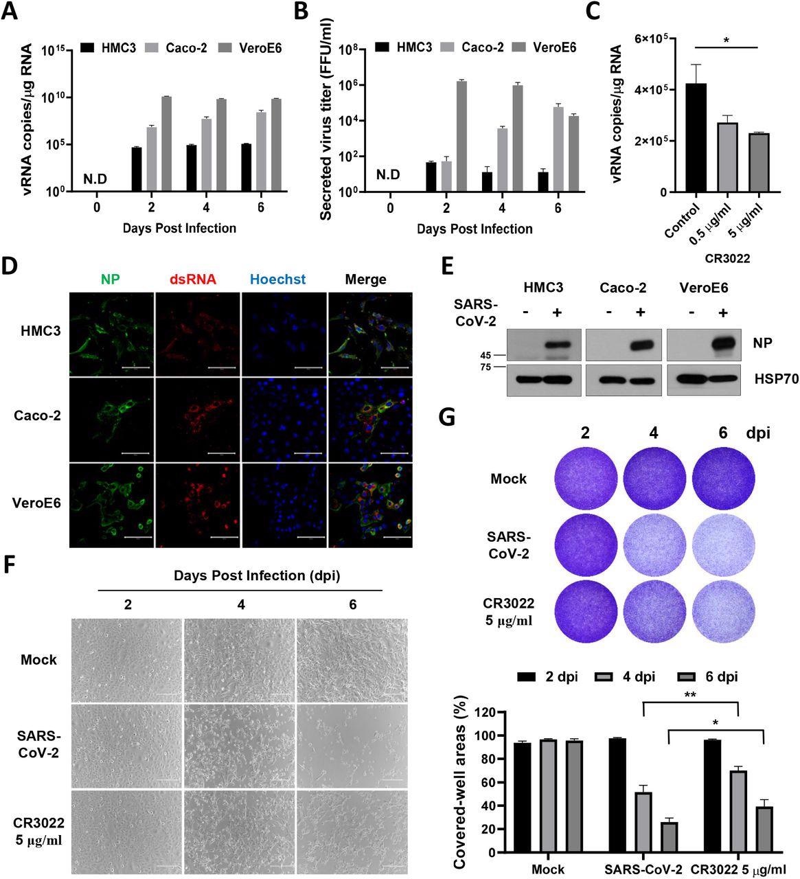 SARS-CoV-2 directly infects human microglia cells, eliciting CPE. A HMC3, Caco-2, and Vero E6 cells were infected with one MOI of SARS-CoV-2. The total cellular RNA was extracted at 2, 4, and 6 dpi to detect the viral RNA of the SARS-CoV-2 NP gene by Quantitative real-time polymerase chain reaction (RT-qPCR). The graph shows viral RNA copies per microgram of total cellular RNA on each day. B The culture media derived from SARS-CoV-2-infected cells were serially diluted and used for focus forming assay. The graph shows the secreted virus titre as focus forming units (FFU). C The graph shows viral RNA copies per microgram of total cellular RNA at 2 dpi after treatment with the increasing amount of CR3022 neutralizing antibody. D Confocal images of SARS-CoV-2-infected HMC3 (top row), Caco-2 (middle row), and Vero E6 (bottom row), demonstrating infection of these cells by immunofluorescence assay with anti-SARS-CoV-2 NP and anti-dsRNA antibodies. Scale bar = 100 μm. E Western blotting of SARS-CoV-2 NP in each infected cell. The 70-KDa heat shock protein (Hsp70) served as the loading control. F Phase-contrast images of the mock or SARS-CoV-2-infected HMC3 in the absence/presence of CR3022 neutralizing antibody at 2, 4, and 6 dpi, indicating cell death as the CPE by microscopy. Scale bar = 200 μm. G Images of crystal violet staining of the mock or SARS-CoV-2-infected HMC3 in the absence/presence of CR3022 neutralizing antibody, plated in the 12-well (upper). The graph shows the percent measurements of crystal violet-stained cell covered areas by ImmunoSpot reader (lower). Statistically significant differences between the groups were determined by Student’s t-test; *P < 0.05; **P < 0.01. Symbols represent mean ± SEM.