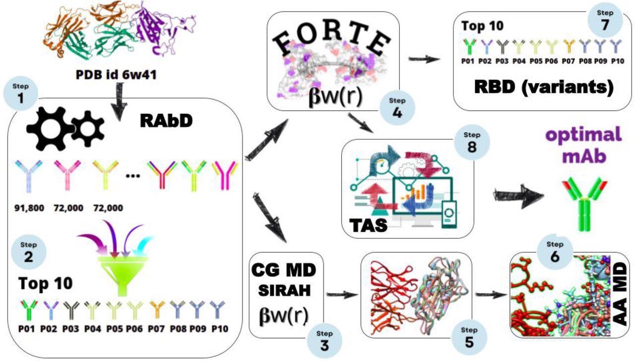 Scheme for the multiple scales in silico protocol, consisting of an initial structural-bioinformatics-based methodology to explore macromolecules as potential candidates (steps 1 and 2), constant-charge CG MD (steps 3, and 5), a constant-pH CG MC simulations (steps 4, 7, and 8), and an atomistic constant charge MD simulation. At the end of this cycle, an optimized mAbs with a higher binding affinity is obtained.