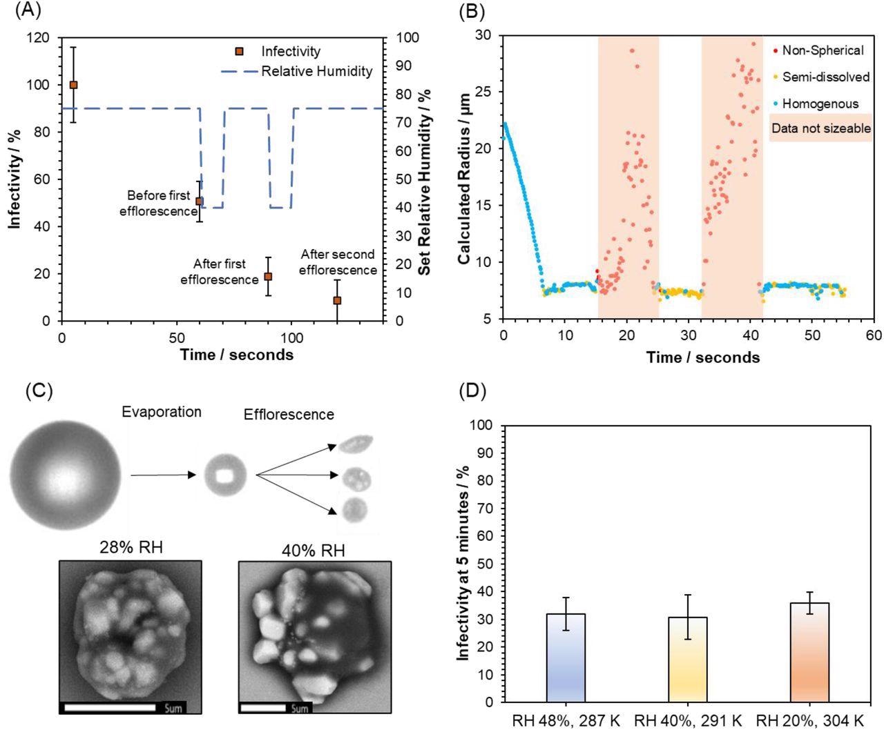 The Role of Efflorescence in SARS-CoV-2 Airborne Loss of Infectivity. (A) Infectivity curve for SARS-CoV-2 (REMRQ0001) levitated at fluctuating RH. The blue dotted line plotted against the left-hand y-axis shows the changes in the set RH throughout the experiment, whilst the orange data points show the % infectivity (mean of 4 measurements with error bars showing the standard error). Annotations have been added to data points for clarity. (B) CK-EDB measurements show the phase behavior of levitated MEM droplets as the RH is cycled between 75% and 40%, in a similar manner to the survival measurements shown in 4A. RH is initially set at 75%, lowered to 40% at 14 seconds, raised to 75% at 24 seconds, lowered to 40% at 32 seconds, and finally raised to 75% at 41 seconds. Structural information about the droplet is denoted by the color of the data points. Blue when the droplet is homogenous, yellow when solid inclusions are present, red when the particle is no longer spherical (note that size data becomes inaccurate for non-spherical particles, and reported sizes are only included to illustrate this). (C) Images showing the changes in particle morphology that take place whilst MEM 2% FBS is airborne. The top images are from the FDC and show the initial droplet generated by the dispenser on the left, the droplet after 1.6 seconds of evaporation at 28% RH in the center, and three different particles after they have undergone phase change on the right. The bottom shows two SEM images of droplets collected after airborne efflorescence has taken place at 28% RH (left) and 40% RH (right). The scale bar is 5 µm long. (D) % Infectivity of SARS-CoV-2 (REMRQ0001) measured after levitation for 5 minutes at three different temperatures and RHs. Bars show the mean of 5 measurements with error bars showing the standard error.