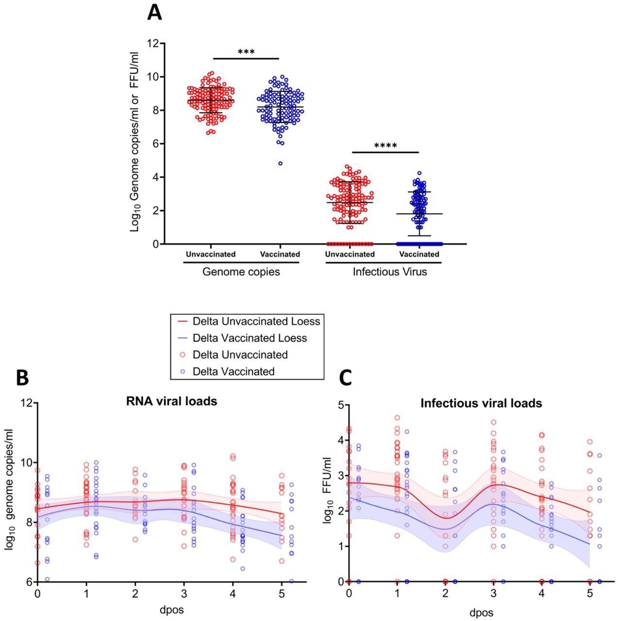RNA viral load and infectious viral titers for unvaccinated vs. vaccinated individuals infected Delta (A) Genome copies (left panel) and infectious virus (right panel) for vaccinated and unvaccinated Delta infected patients. Error bars indicate mean±SD. The t-test was used to determined differences of means. ***p=0·0005; ****p<0·0001. Genome copies (B) and infectious viral loads (C) measured for vaccinated and unvaccinated Delta infected patients at different dpos. The solid lines represent the fitted curve calculated using (locally estimated scatterplot smoothing) LOESS method.
