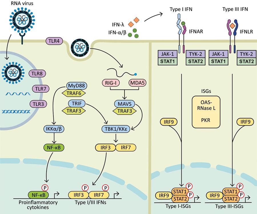 Diagram showing how components of RNA viruses are recognized by TLRs located at the plasma membrane (TLR4, viral glycoprotein sensing) and in the endosomal compartment (TLR3, double-stranded RNA sensing; TLR7 and TLR8, both single-stranded RNA sensing). Virus replication intermediates and replicated genomes are also recognized by cytosolic RNA sensors, RIG-I, and MDA5. Downstream adaptor proteins, MyD88 for TLR4, TLR7, and TLR8; TRIF for TLR3 and TLR4, and MAVS (for MDA5 and RIG-I) are activated. These activations trigger signaling cascades through TRAF3 and TRAF6; TBK1; and IKKα, IKKβ, and IKKε, which leads to phosphorylation and nuclear translocation of NF-κB, IRF3, and IRF7. These changes result in production of proinflammatory cytokines and type I and type III IFNs. Secreted IFN-α/β and IFN-λ bind to their specific receptors (IFNAR and IFNLR) in infected and neighboring cells. Activation of JAK-1 and TYK-2 leads to phosphorylation of STAT1 and STAT2. After translocation in the nucleus, phosphorylated STAT1 and STAT2 form a complex with IRF9 to induce expression of ISGs, such as OAS-RNase L and PKR, and establishment of an antiviral program. IFN, interferon; IFNAR, IFN-α/β receptor; IFNLR, interferon-λ receptor; IKK, inhibitor of nuclear factor-κB kinase; ISGs, IFN-stimulated genes; IRF, IFN regulatory factor; JAK-1, Janus kinase 1; MAVS, mitochondrial antiviral signaling protein; MDA5, melanoma differentiation-associated gene 5; MyD88, myeloid differentiation factor 88; NF-κB, nuclear factor-κB; OAS, 2′-5′ oligoadenylate synthetase; P, phosphorylated protein; PKR, protein kinase receptor; RNase L, latent endoribonuclease; RIG-I, retinoic acid‒inducible gene I; STAT, signal transducer and activator of transcription; TBK 1, TANK binding kinase 1; TLRs, Toll-like receptors; TRAF, tumor necrosis factor receptor-associated factor; TRIF, TIR-domain-containing adapter-inducing IFN-β; TYK-2, tyrosine kinase 2.